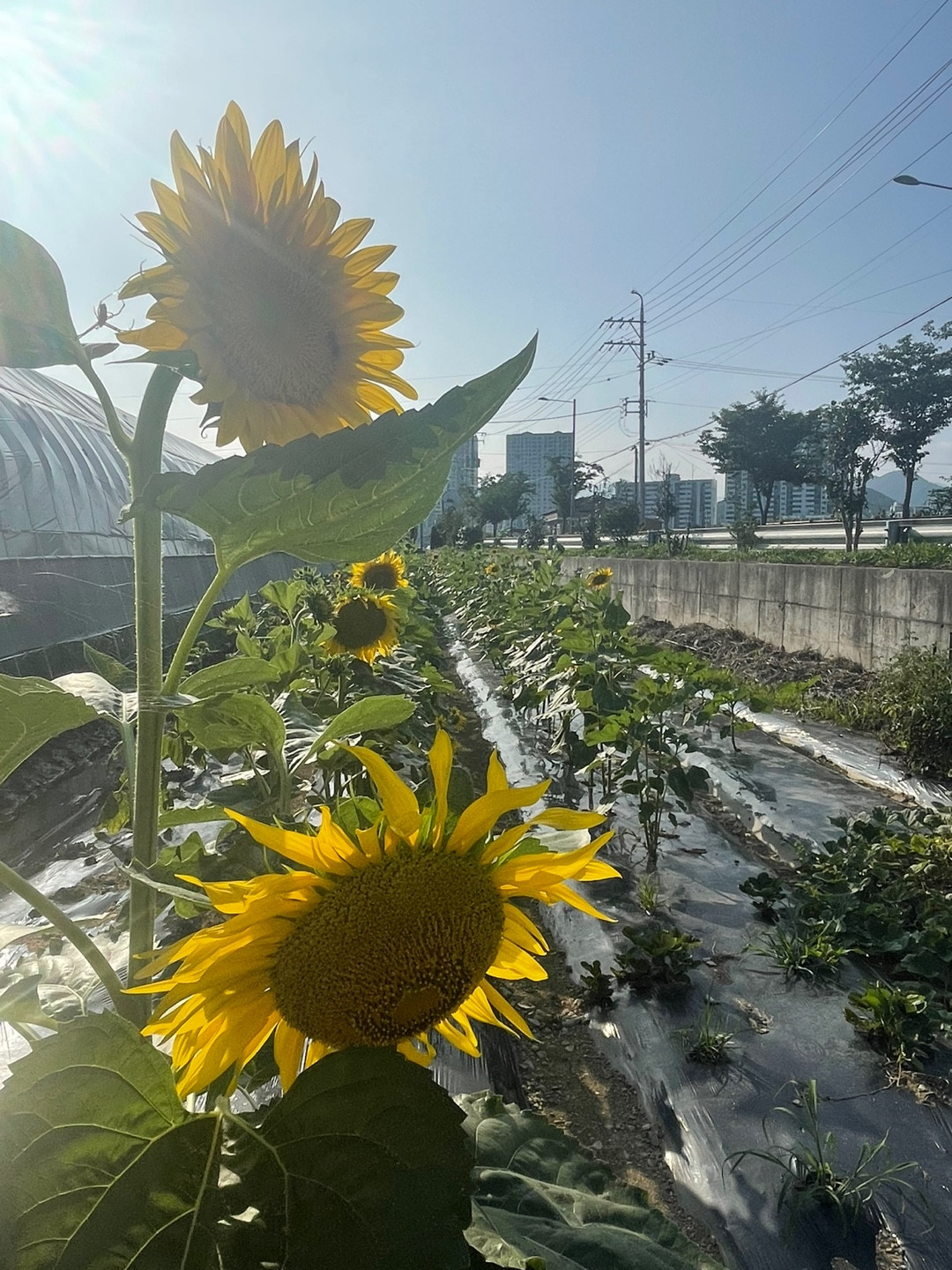 진동왕새우