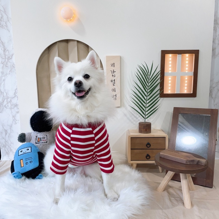 원애견&뭉까두까