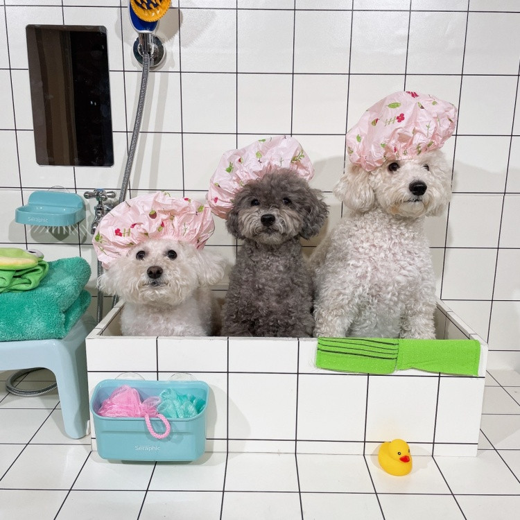 원애견&뭉까두까