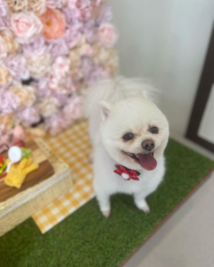 인물나개