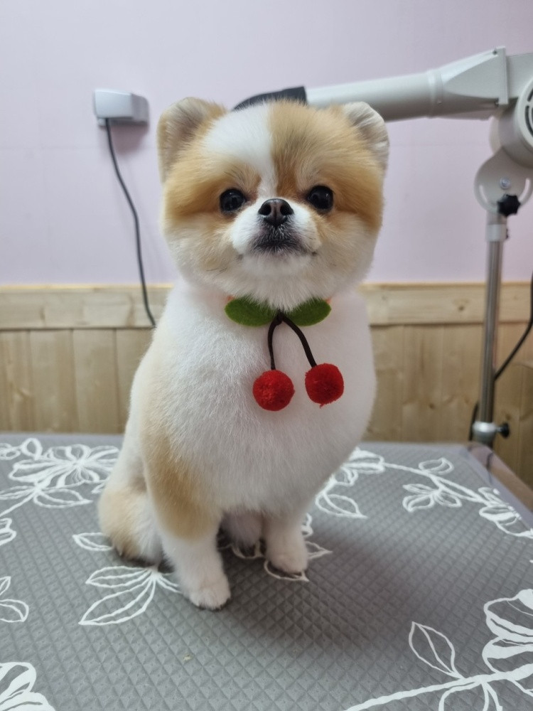 김나현의 묘견생활