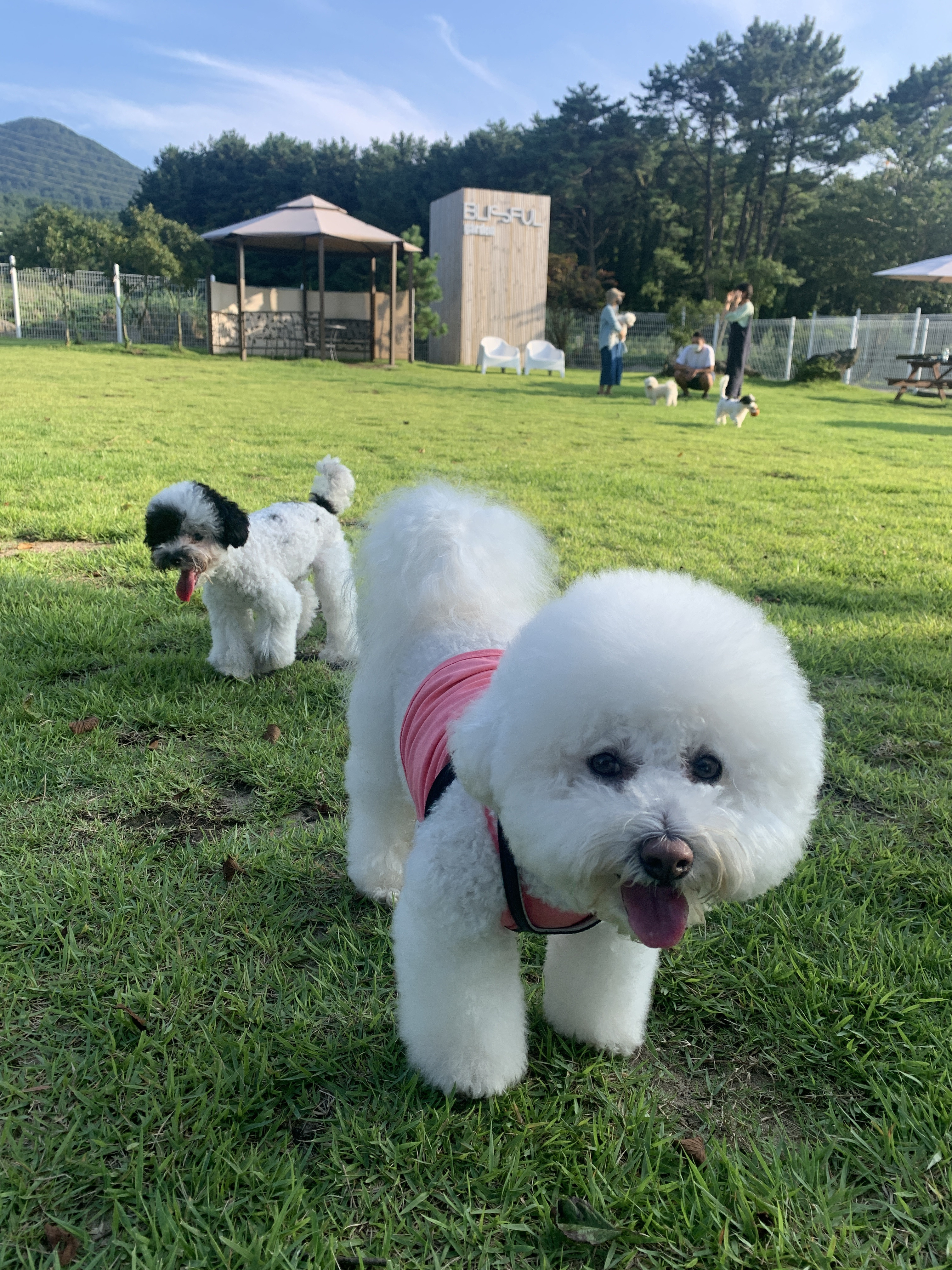 블리스풀