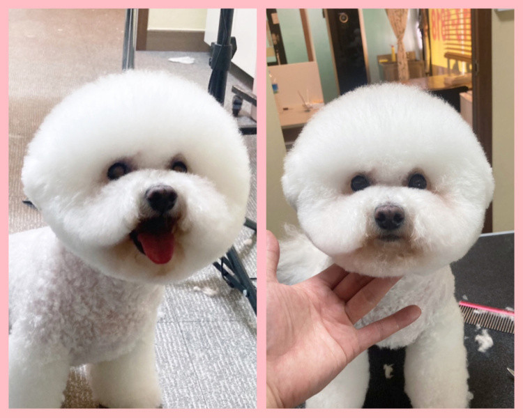 모아 애견용품