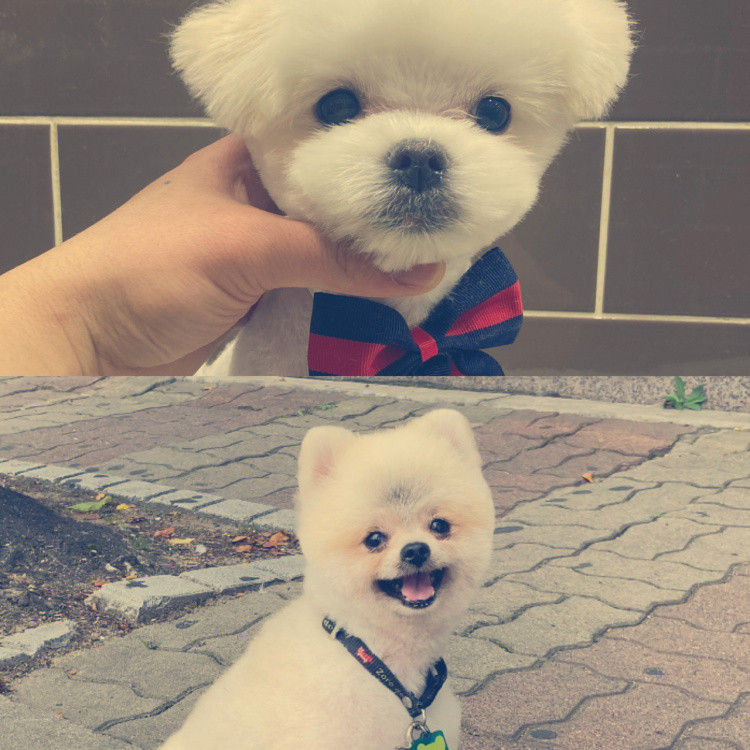 모아 애견용품