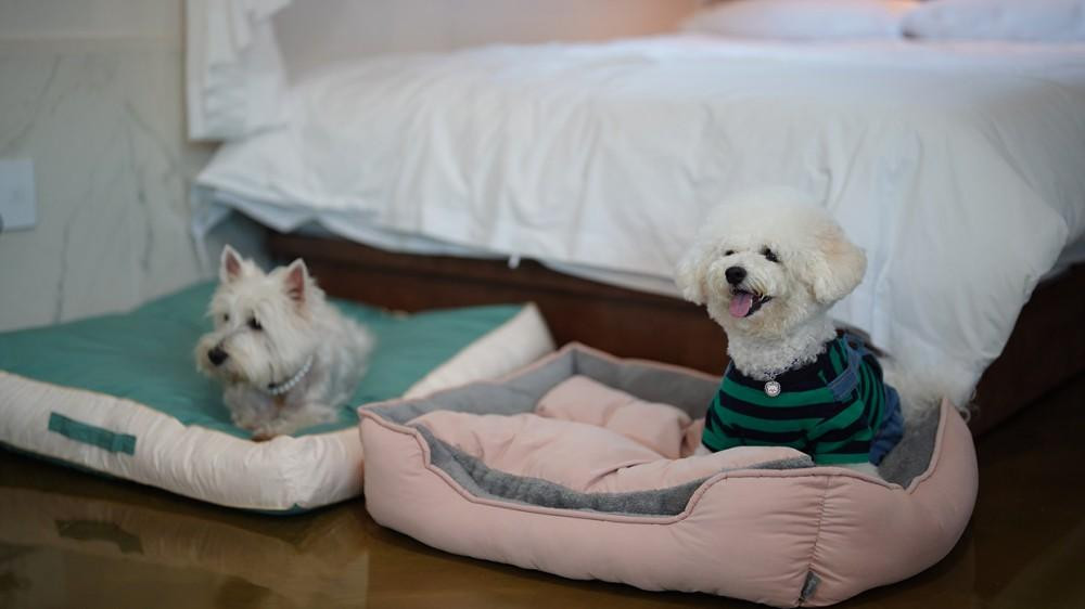 별빛애견펜션