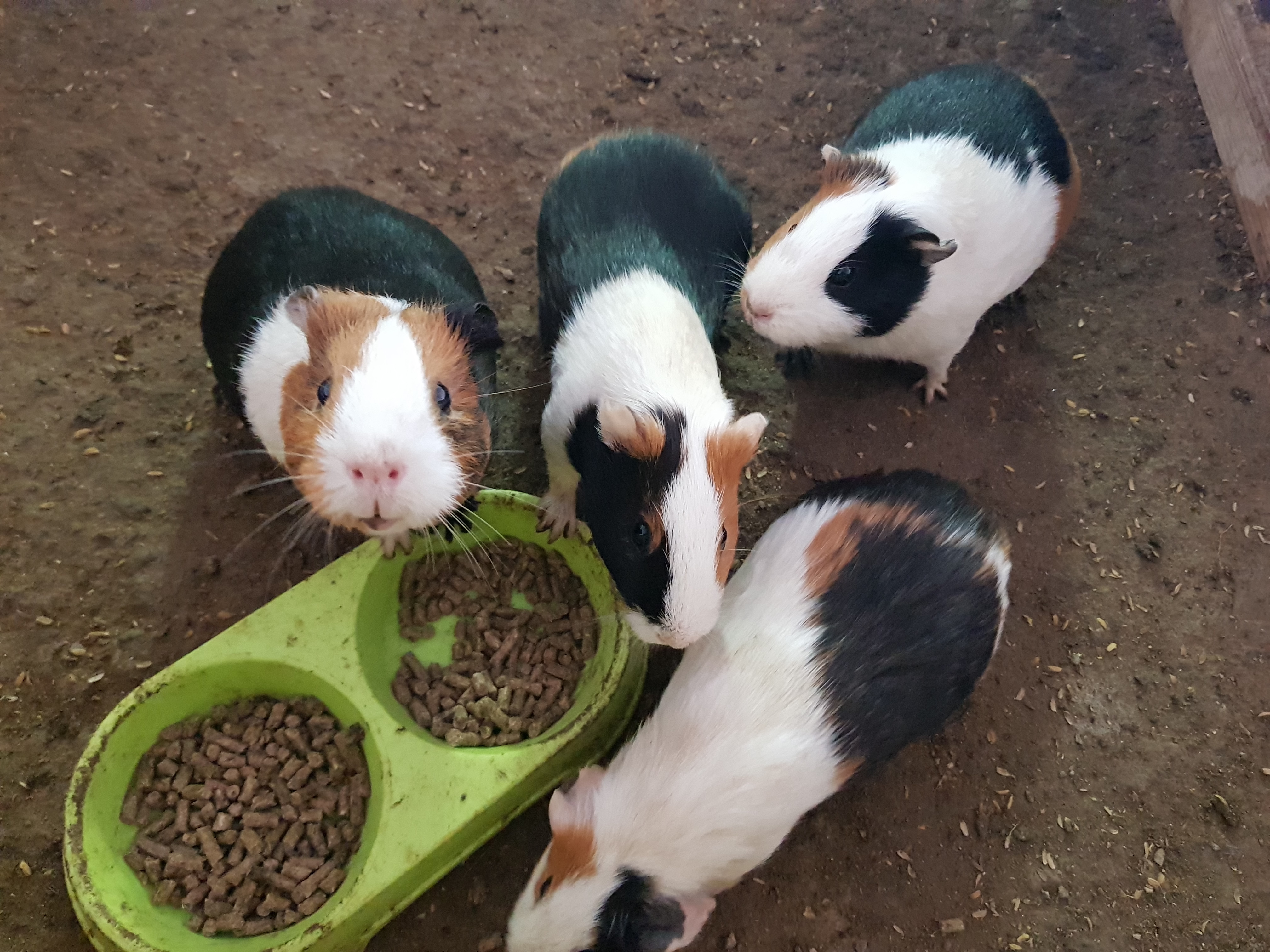 찬우물체험동물농장