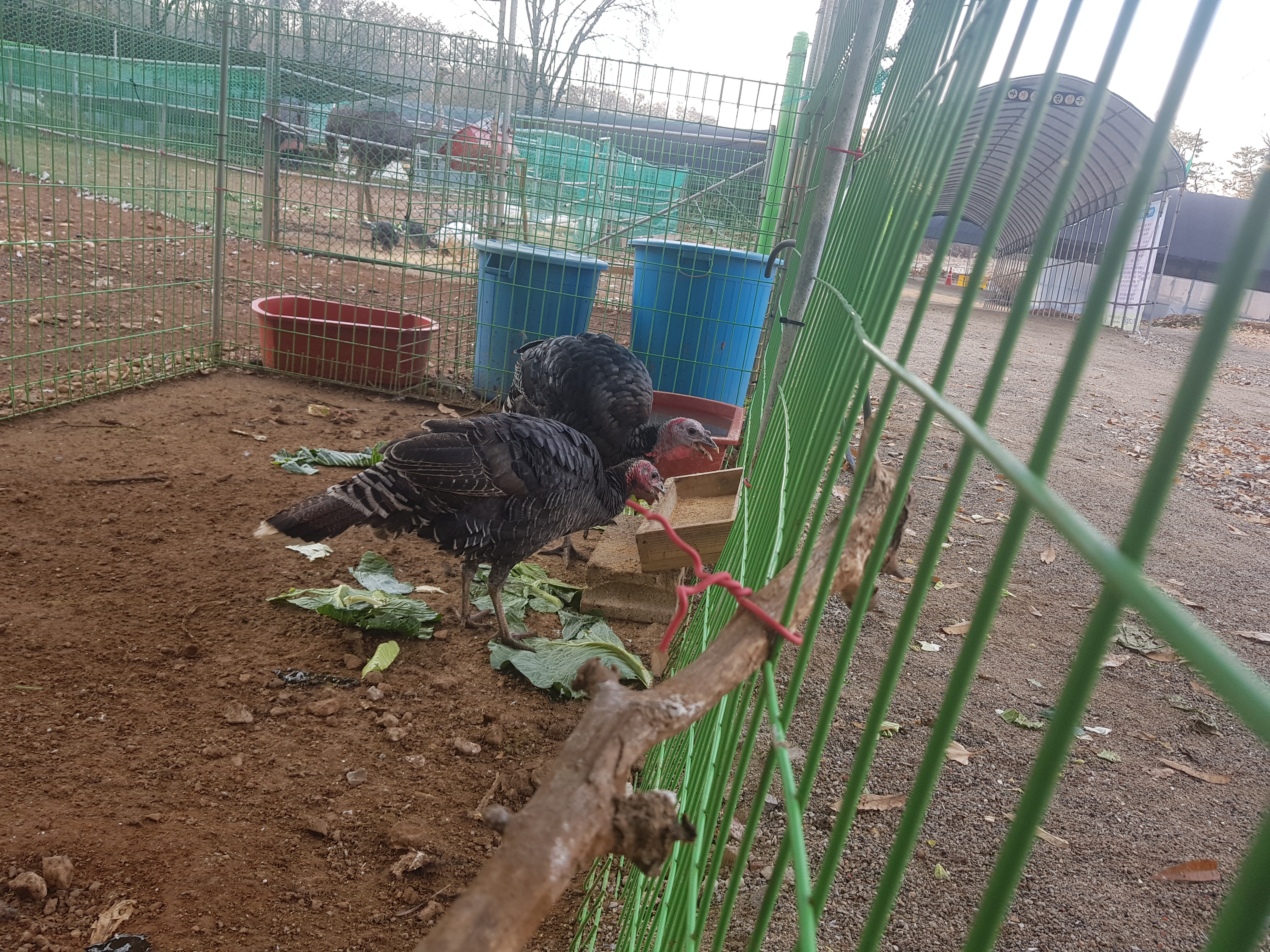 찬우물체험동물농장