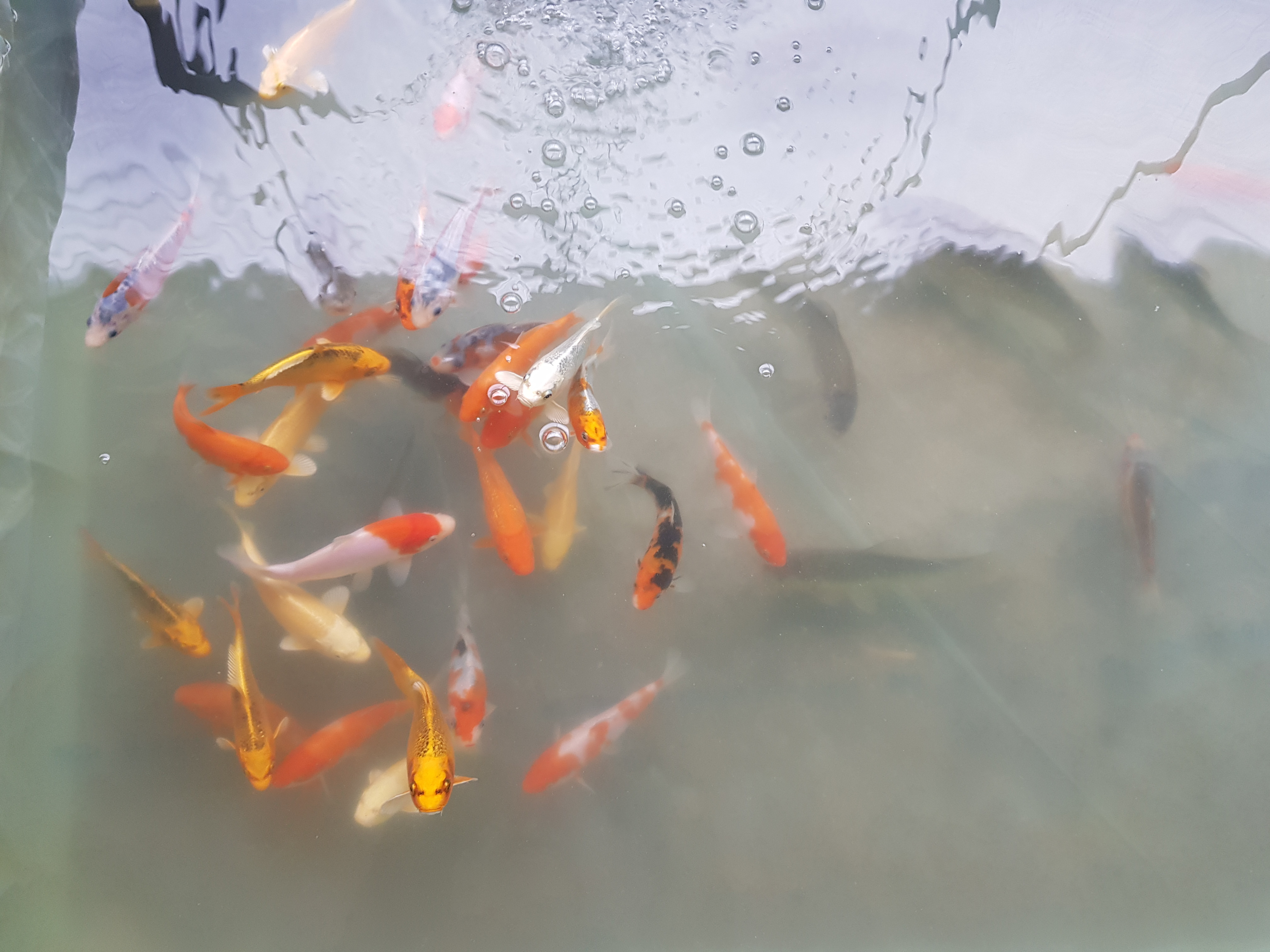 찬우물체험동물농장