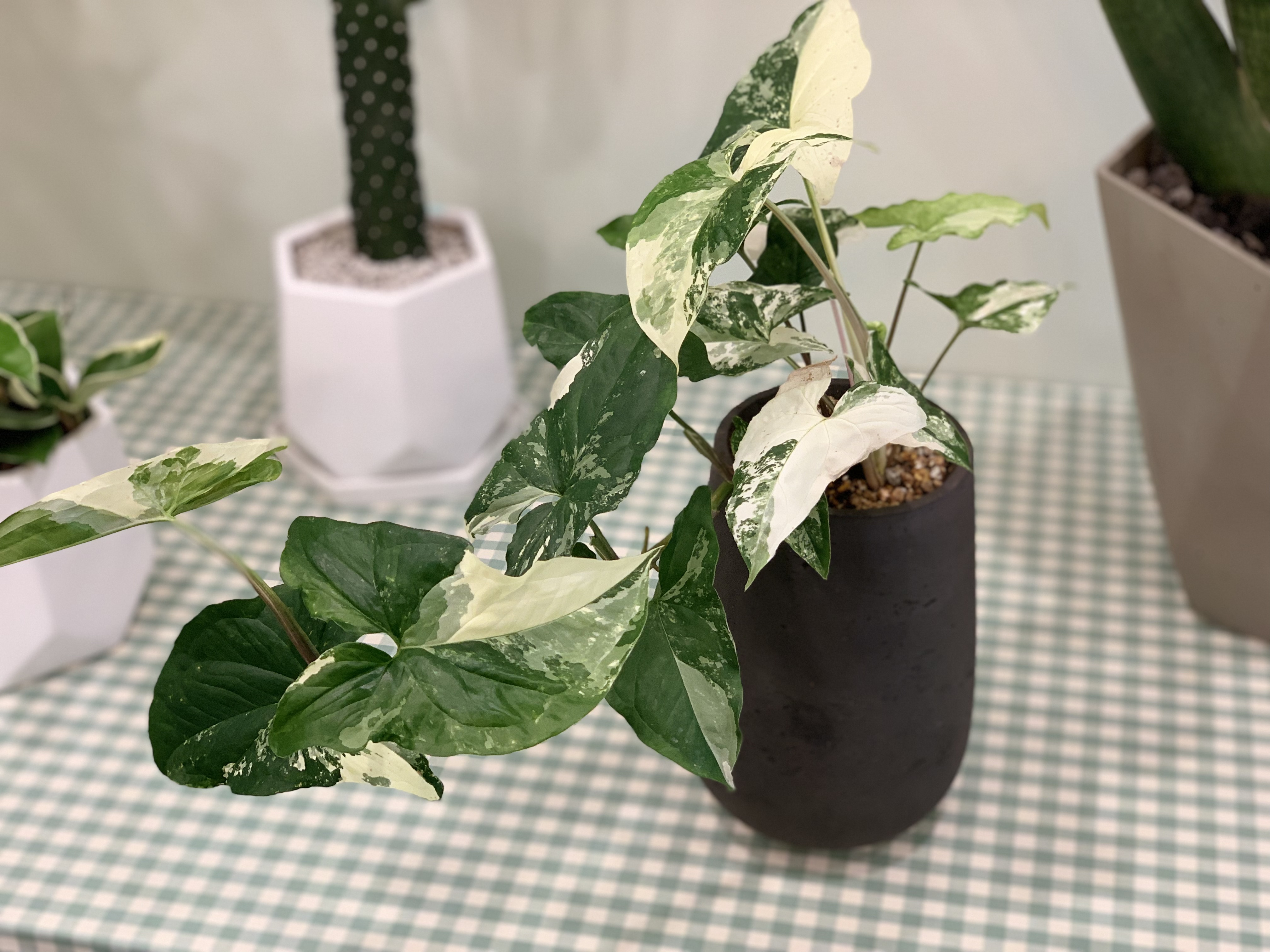엠피오리