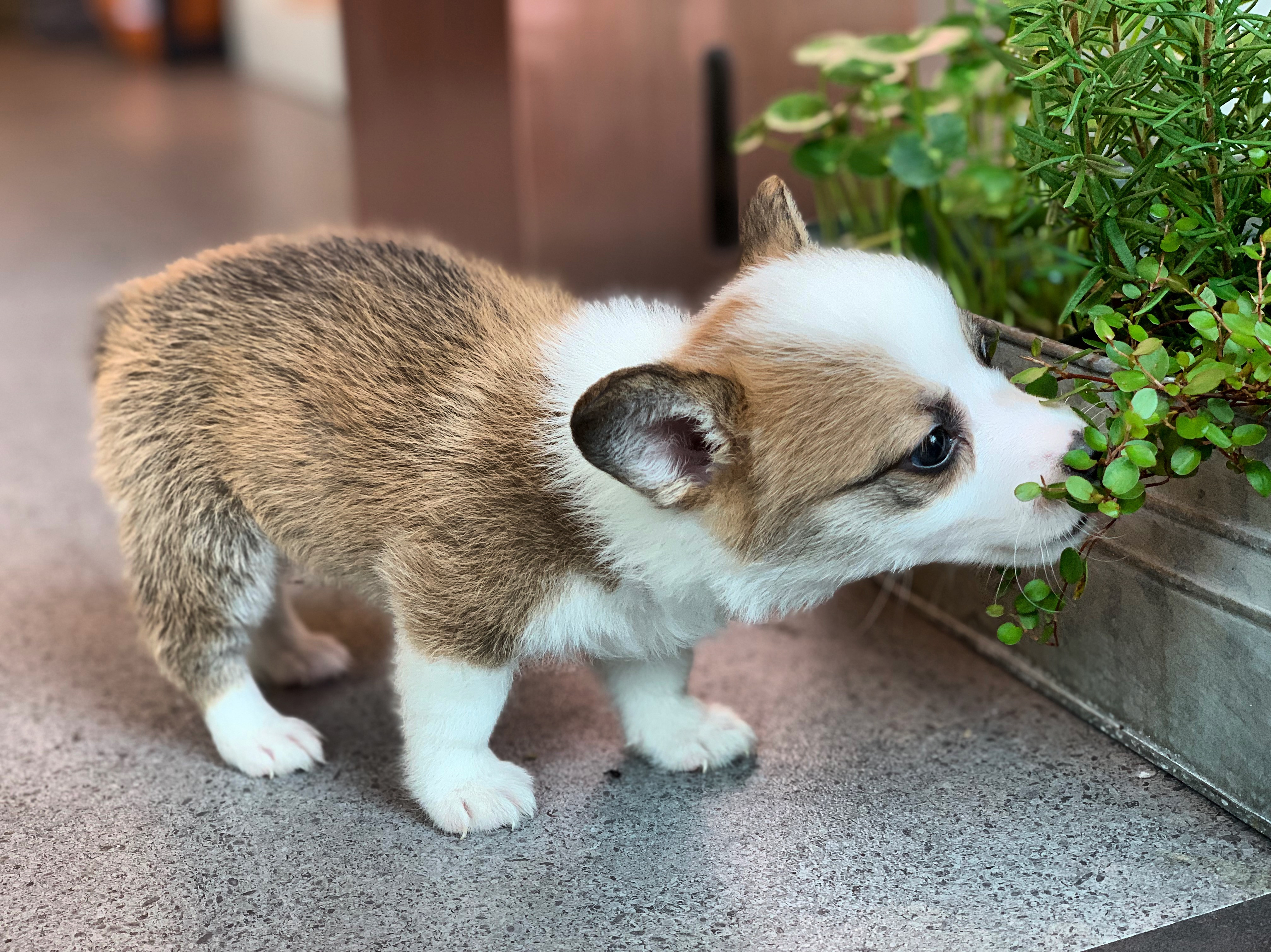 엠피오리