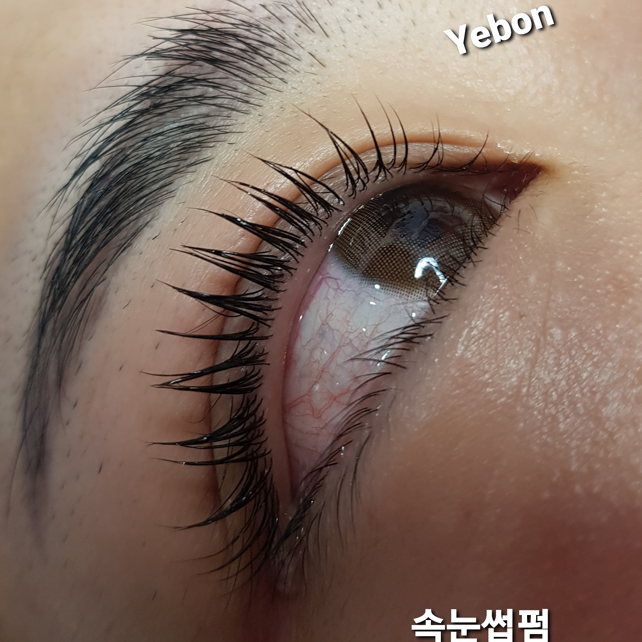 예본