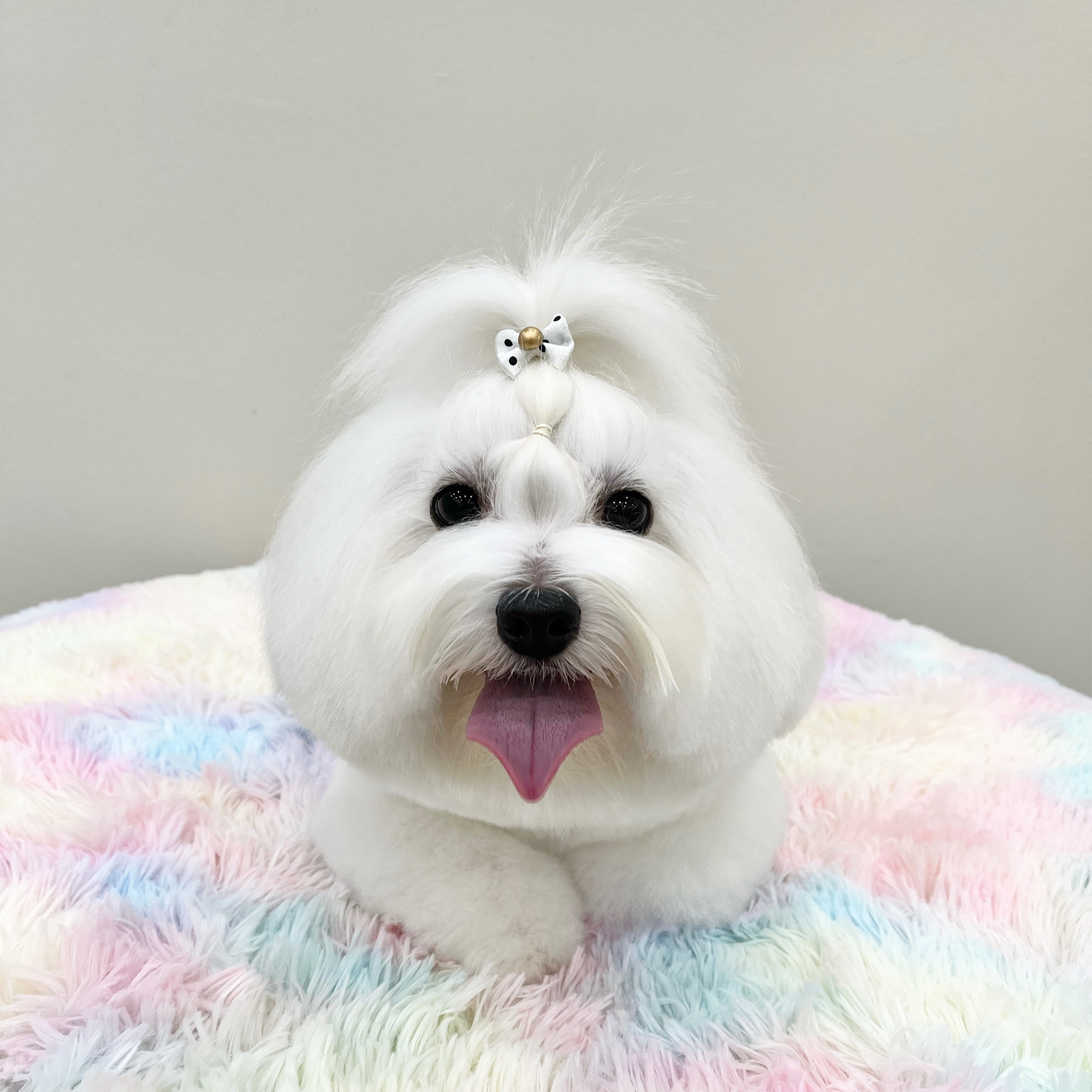 보밸롱