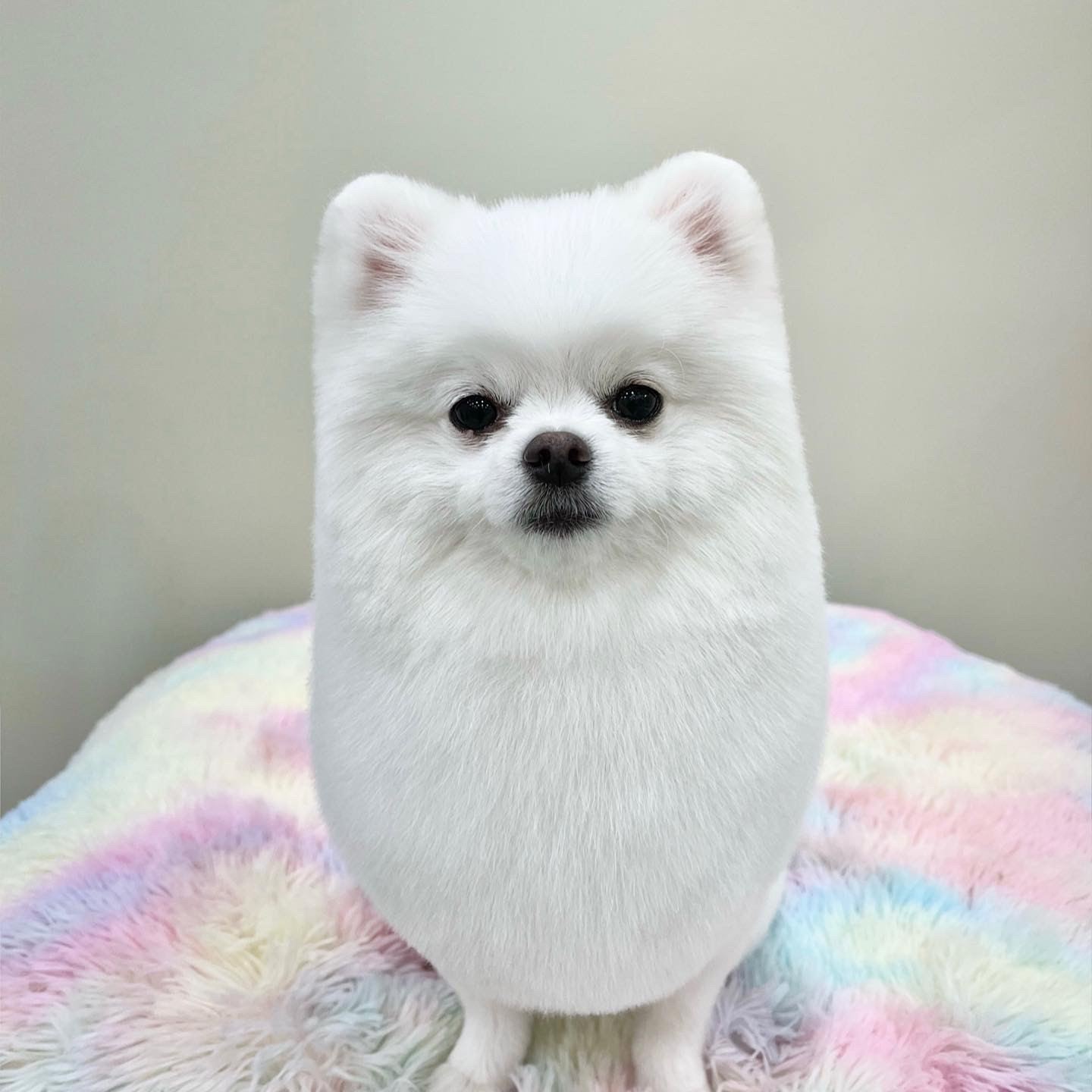 보밸롱