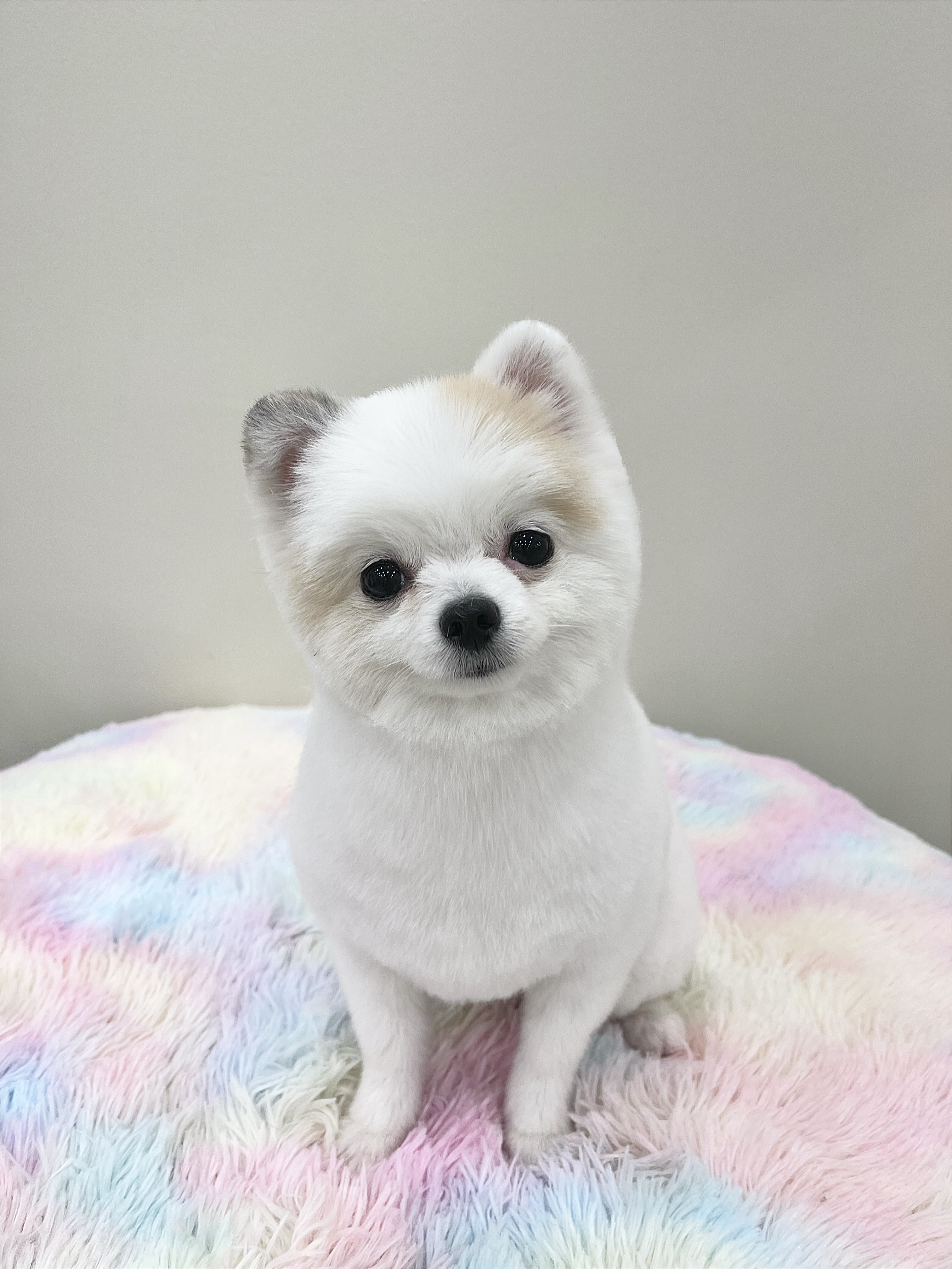보밸롱