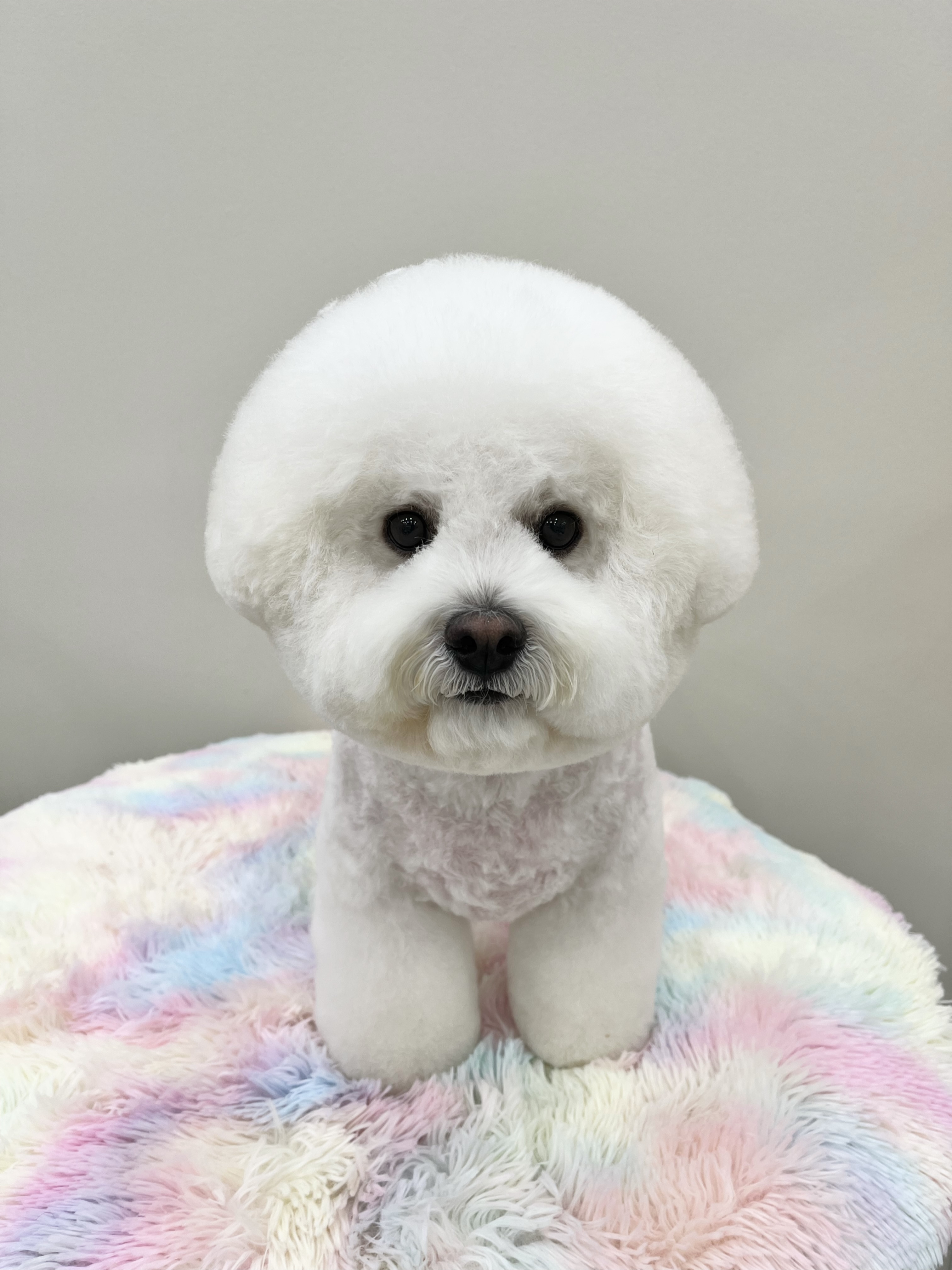 보밸롱