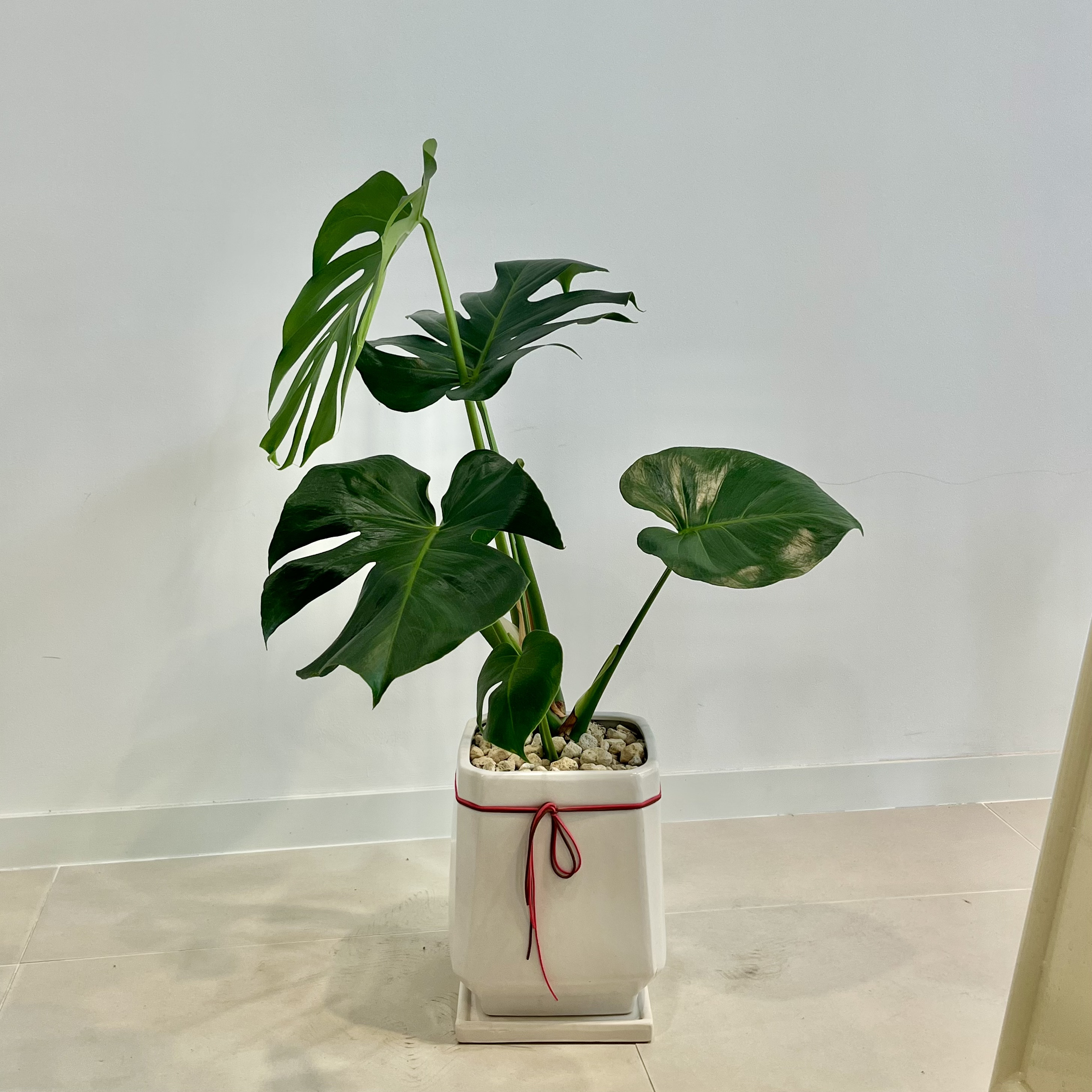 더칼라플라워부티크