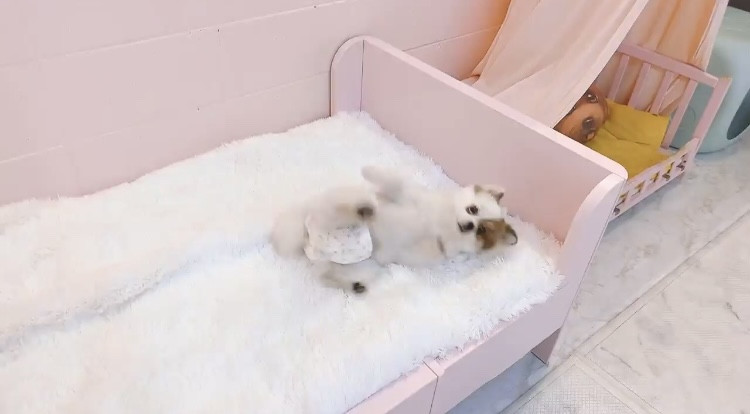 놀아줄개