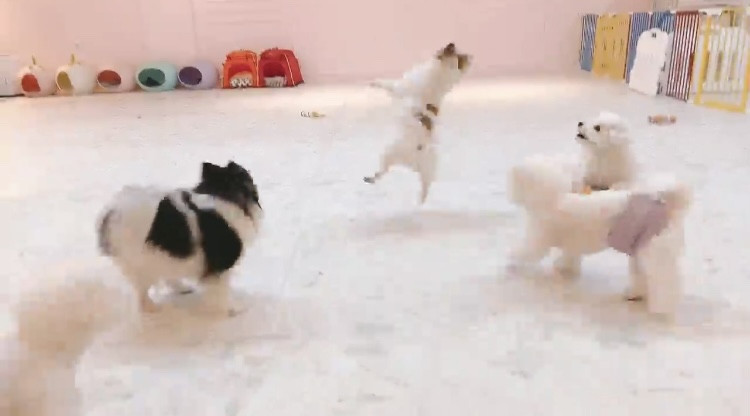 놀아줄개