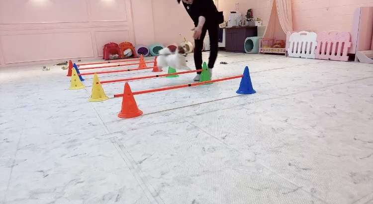 놀아줄개