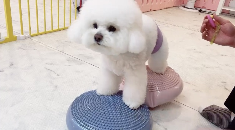 놀아줄개