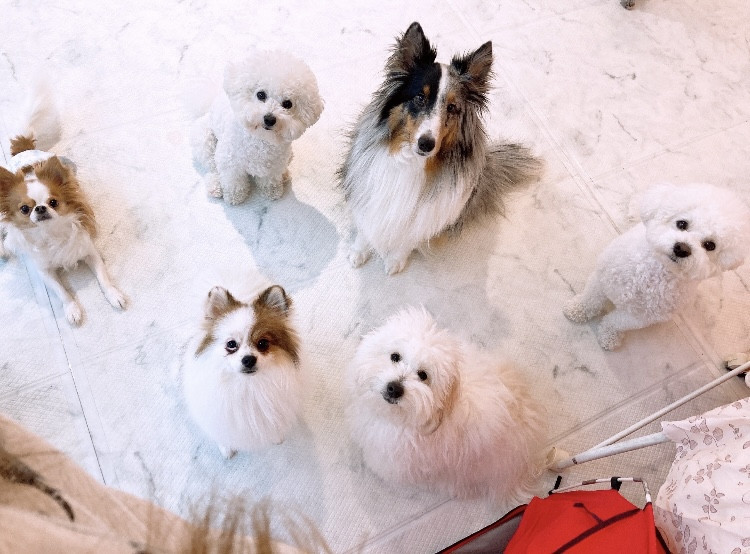 놀아줄개