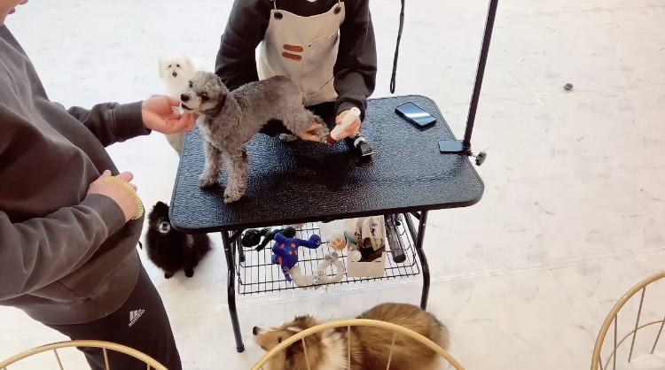 놀아줄개