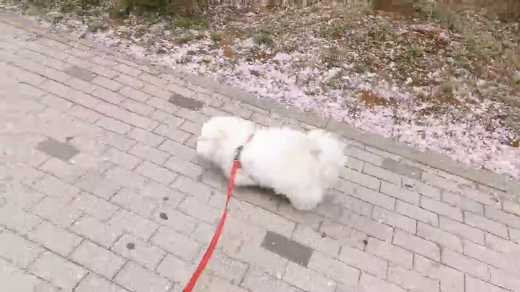 놀아줄개