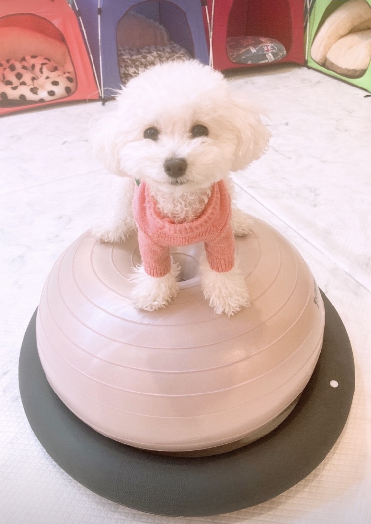 놀아줄개
