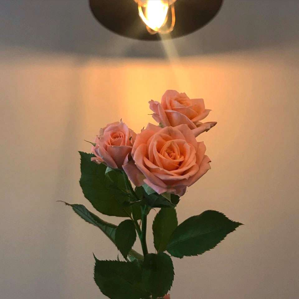쁘띠보네르