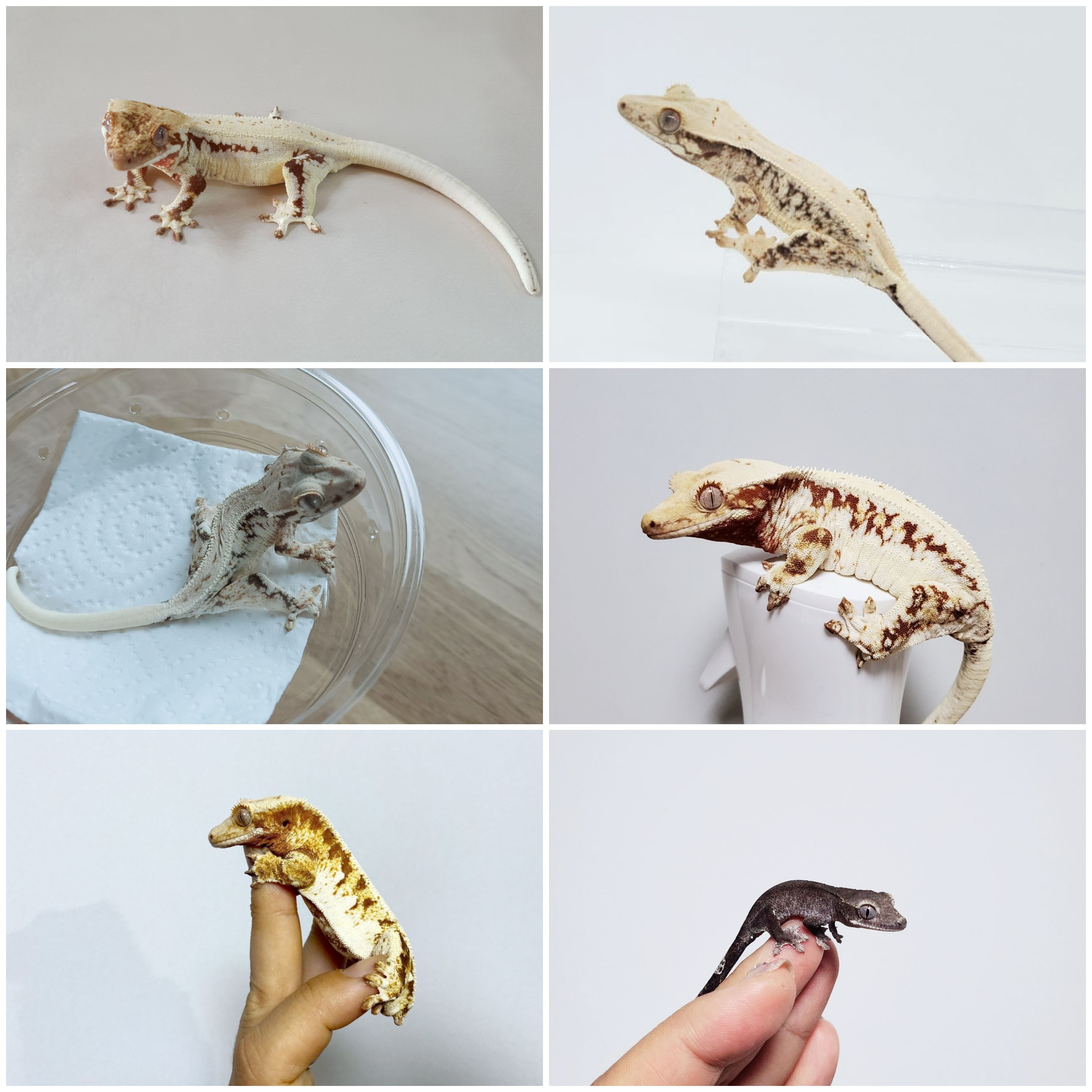 게코월드