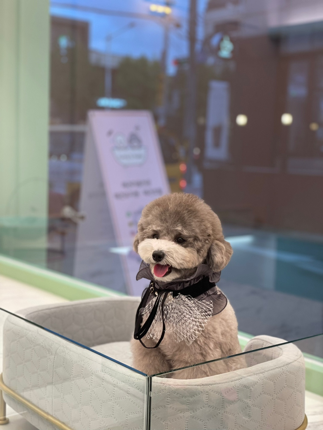 패밀리앤퍼피