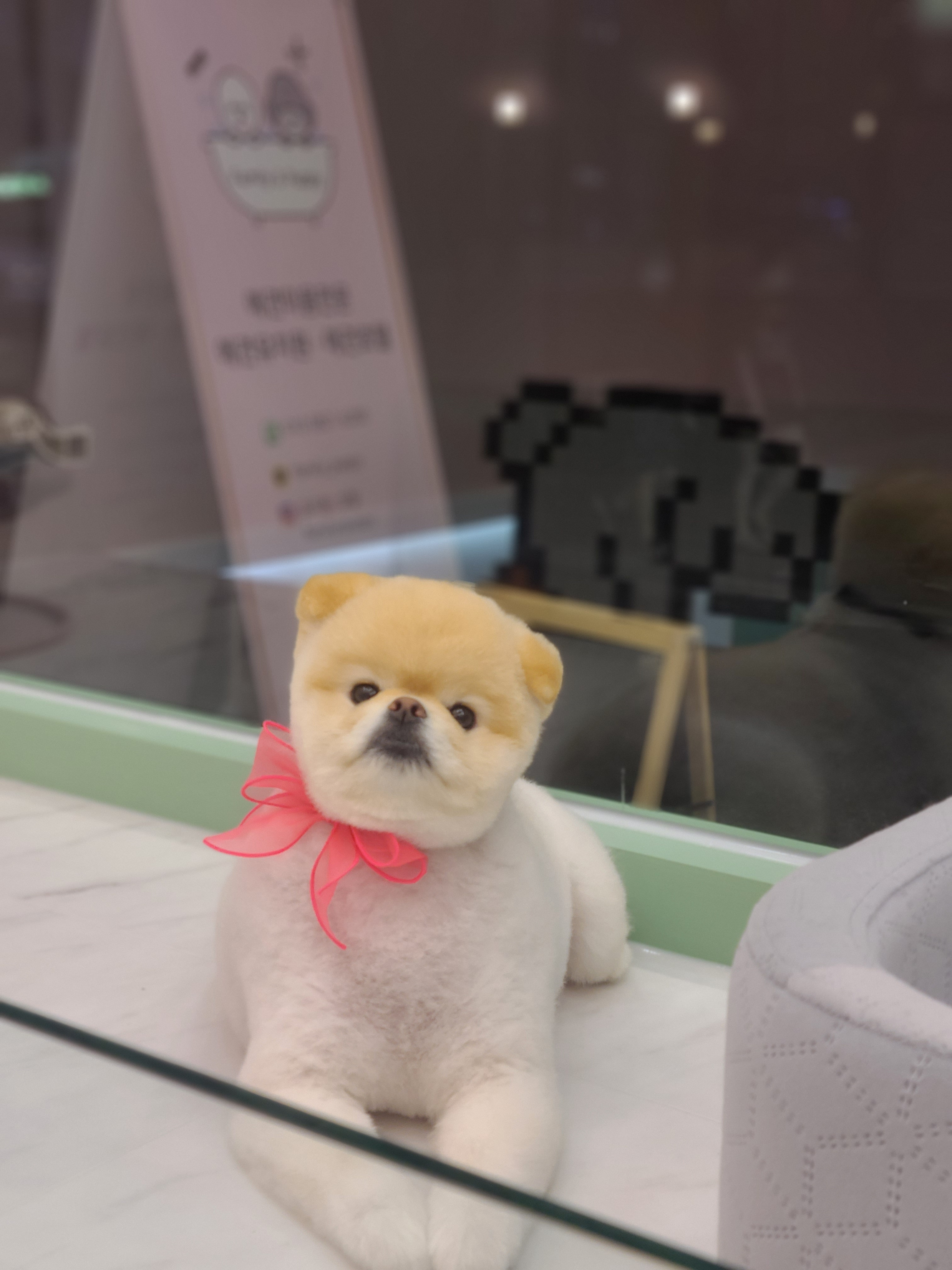 패밀리앤퍼피