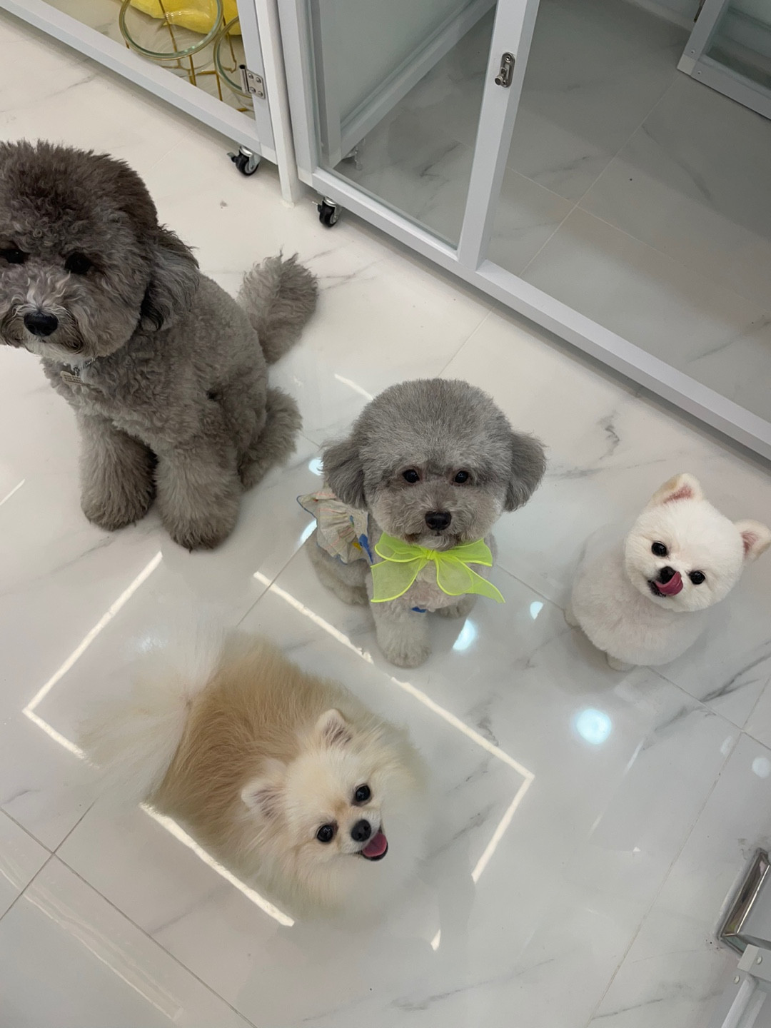 패밀리앤퍼피