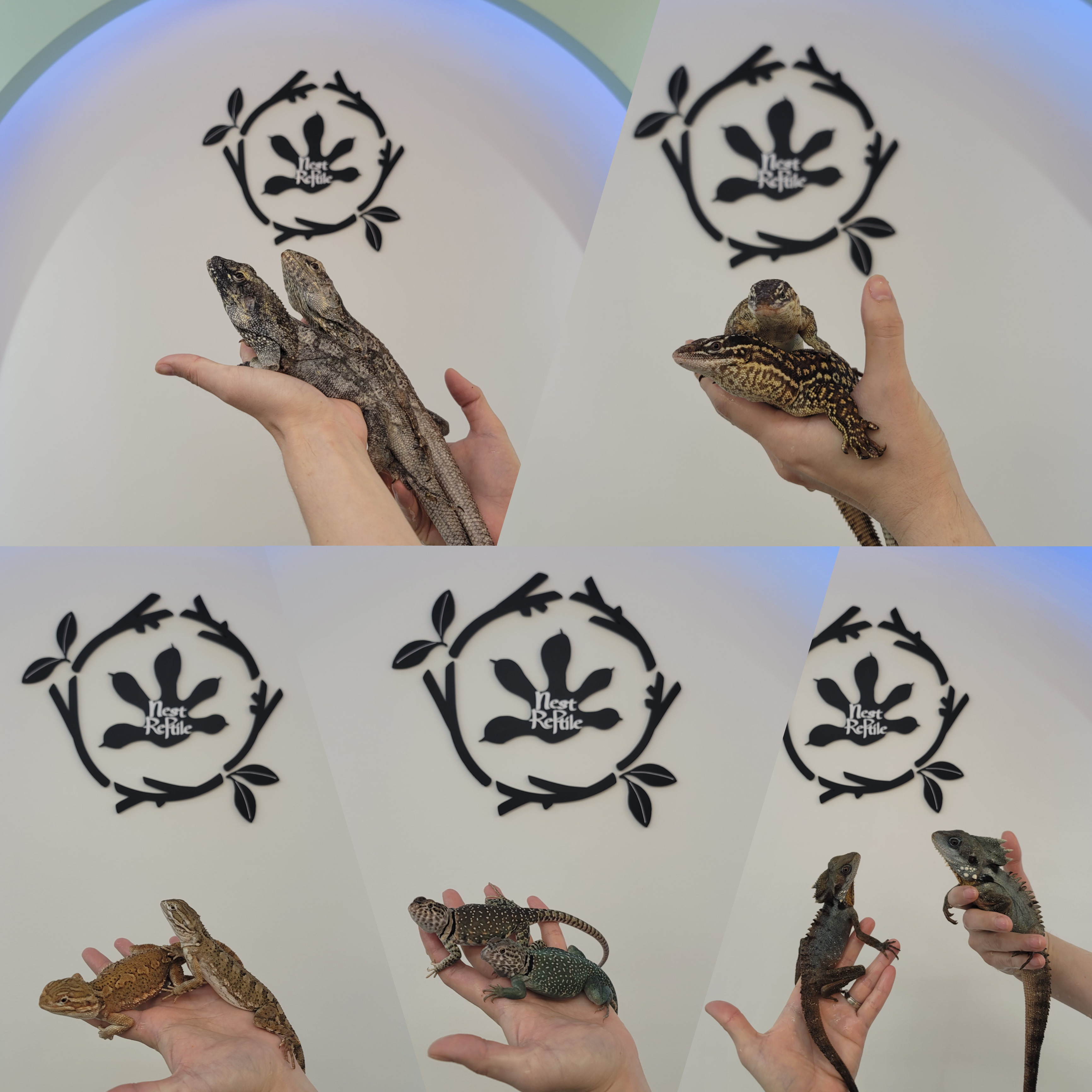네스트렙타일