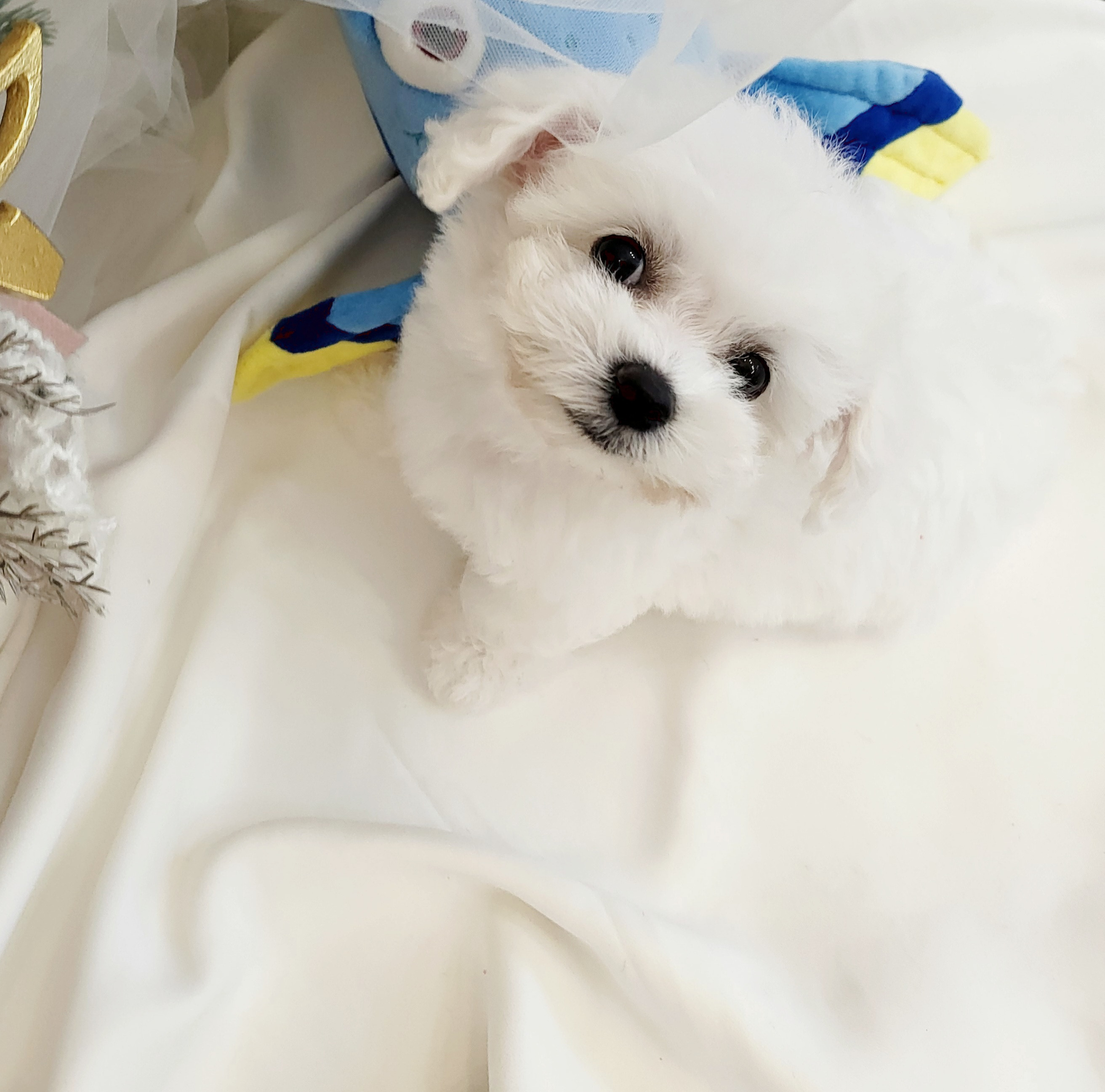 디자인바이펫