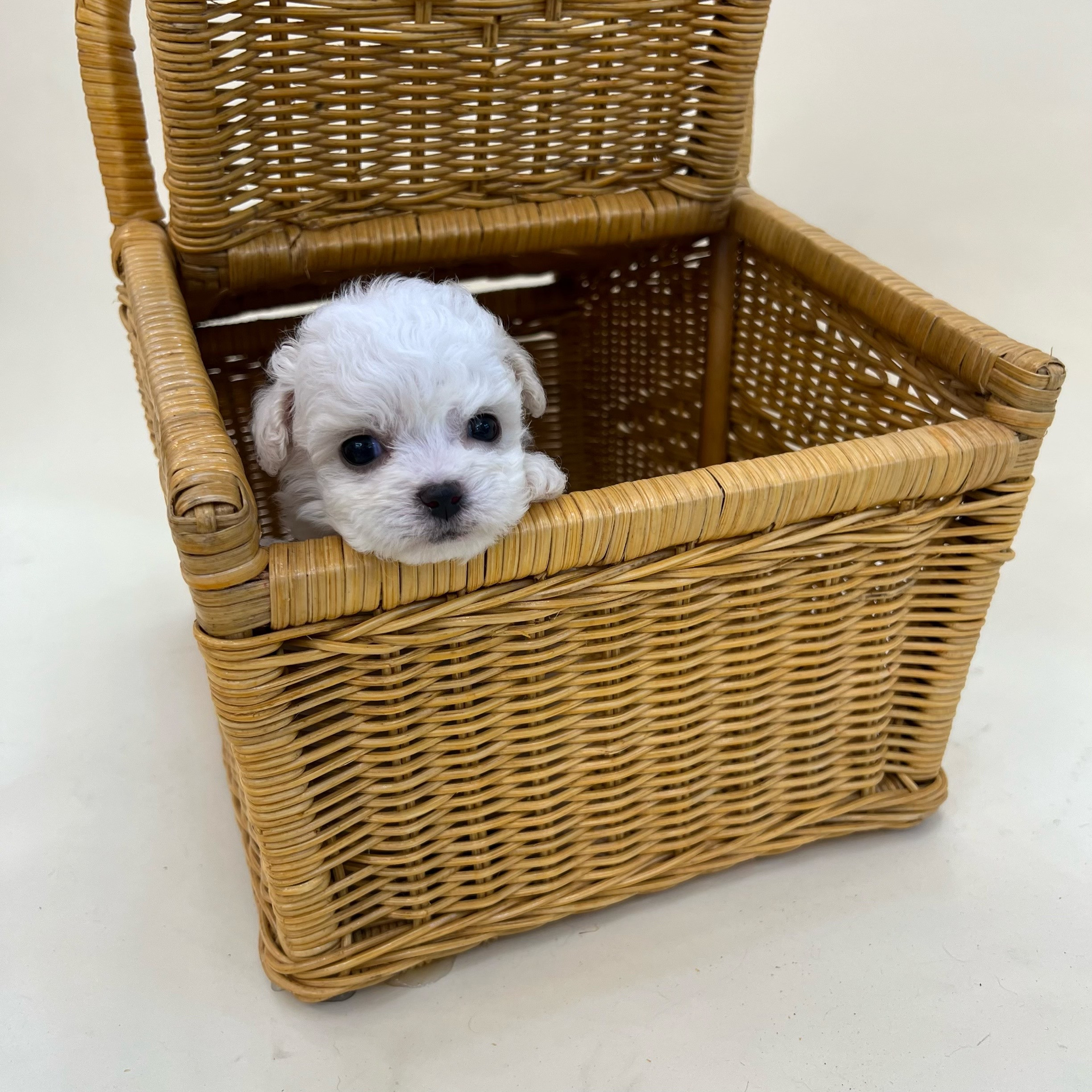 디자인바이펫