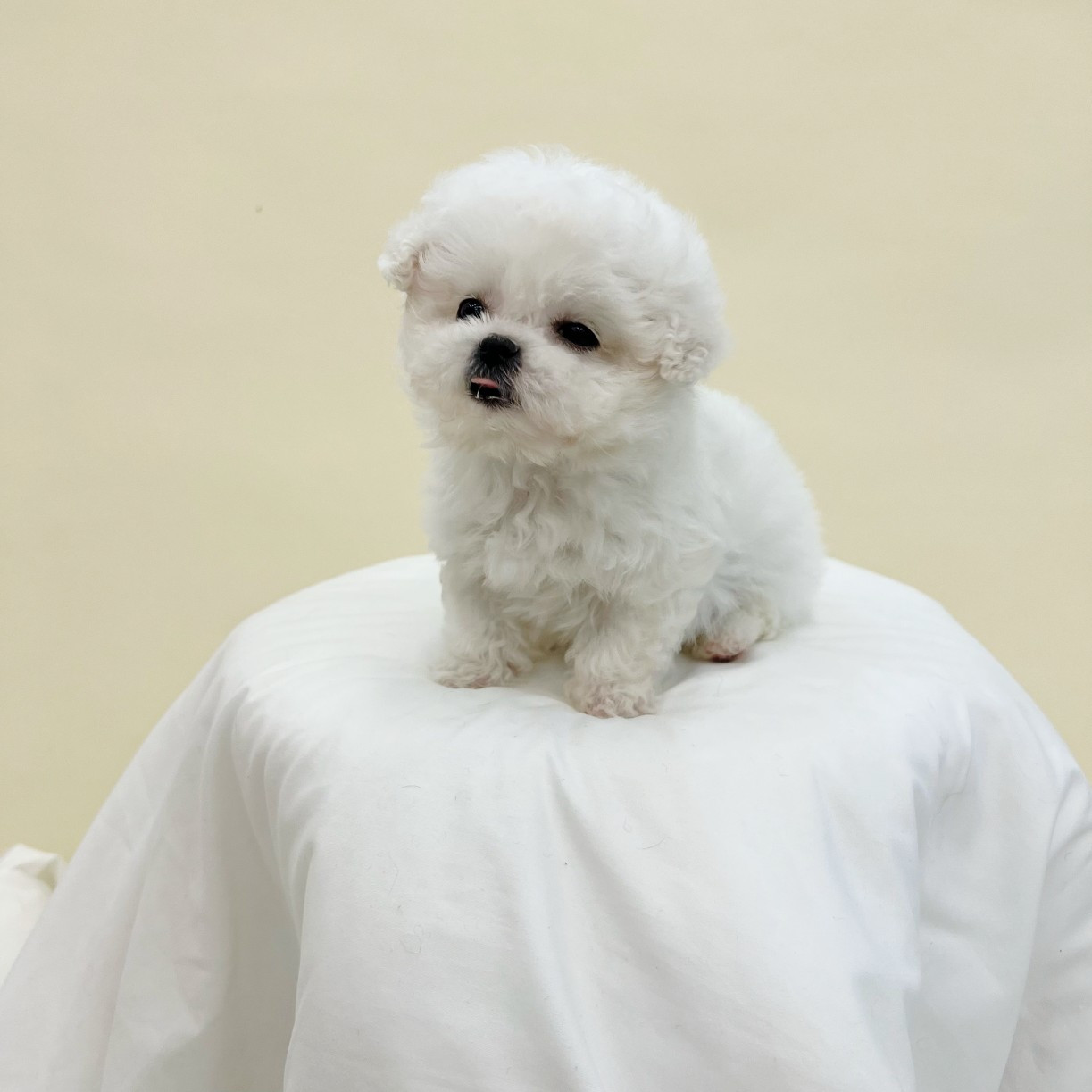 디자인바이펫