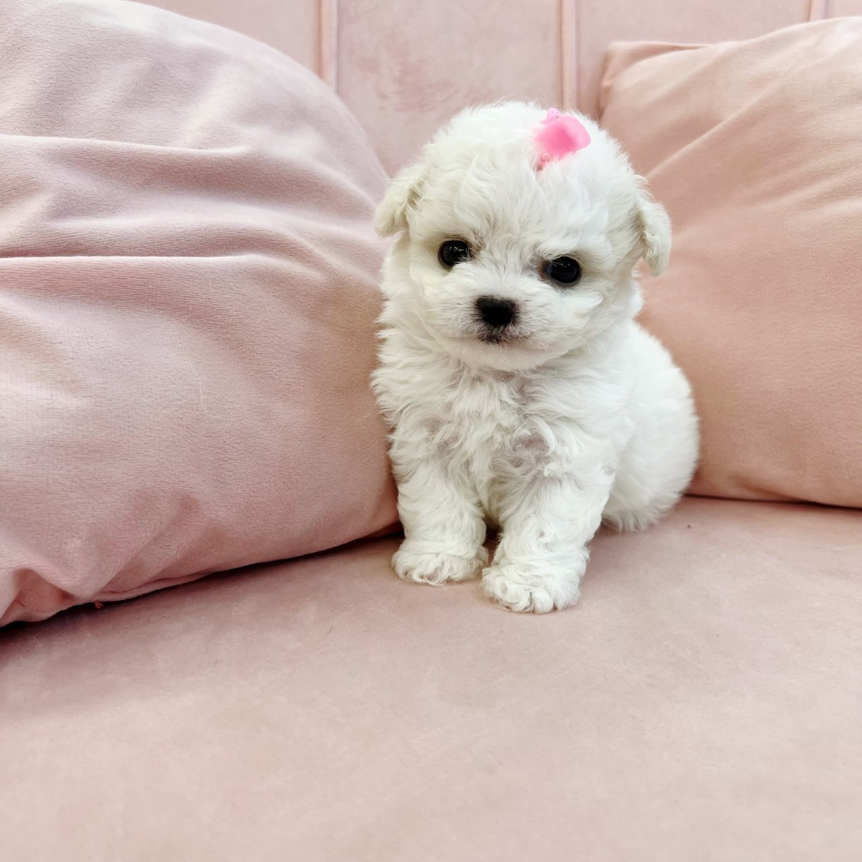디자인바이펫