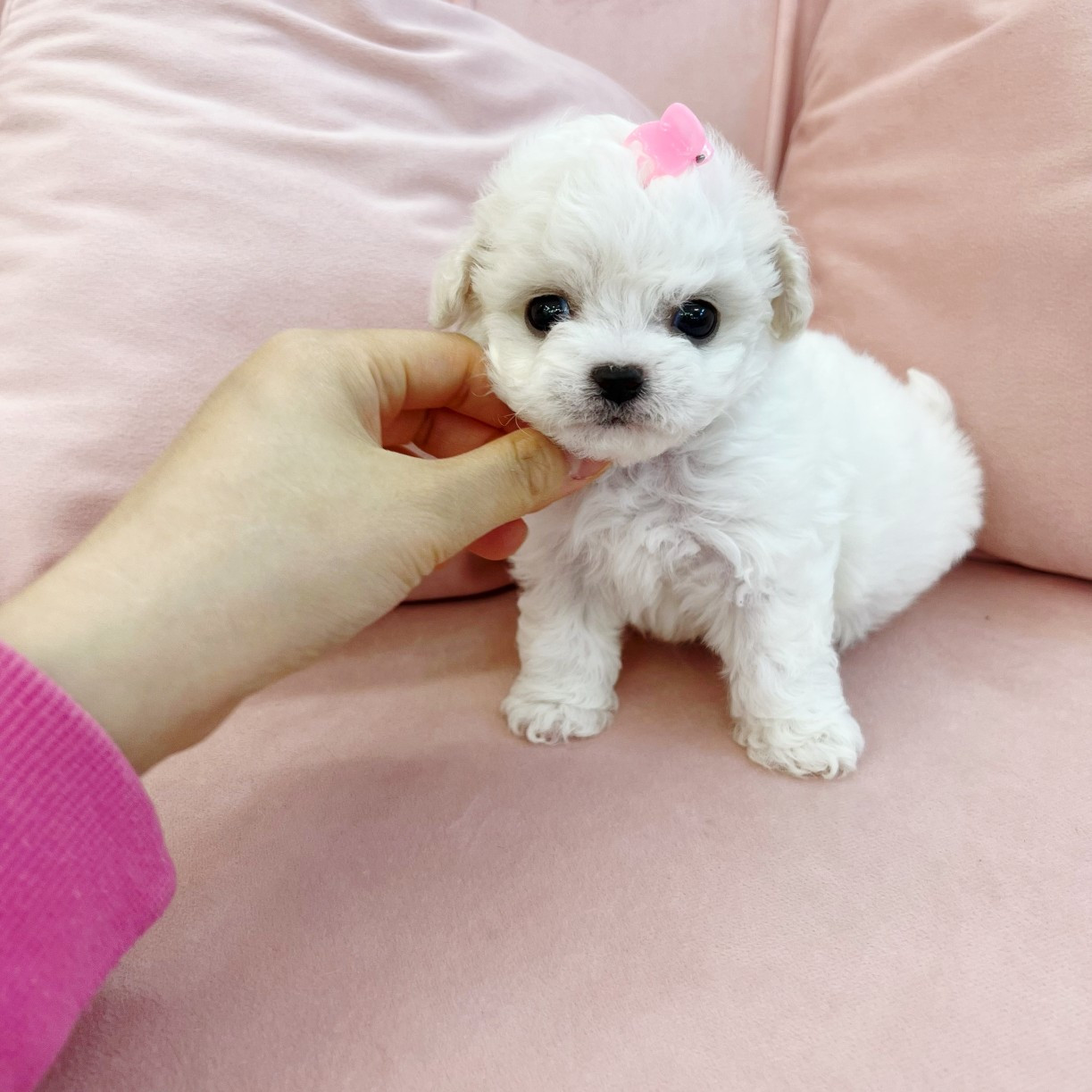 디자인바이펫