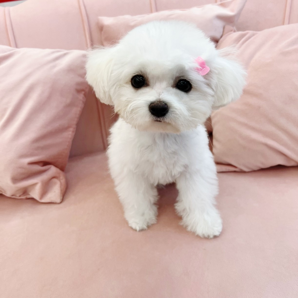 디자인바이펫
