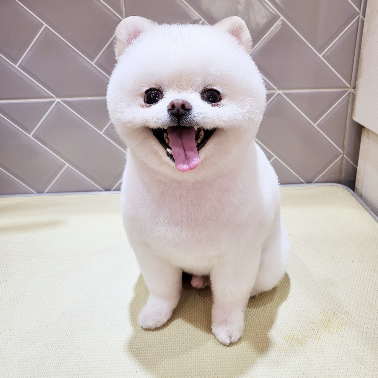 몽몽샵