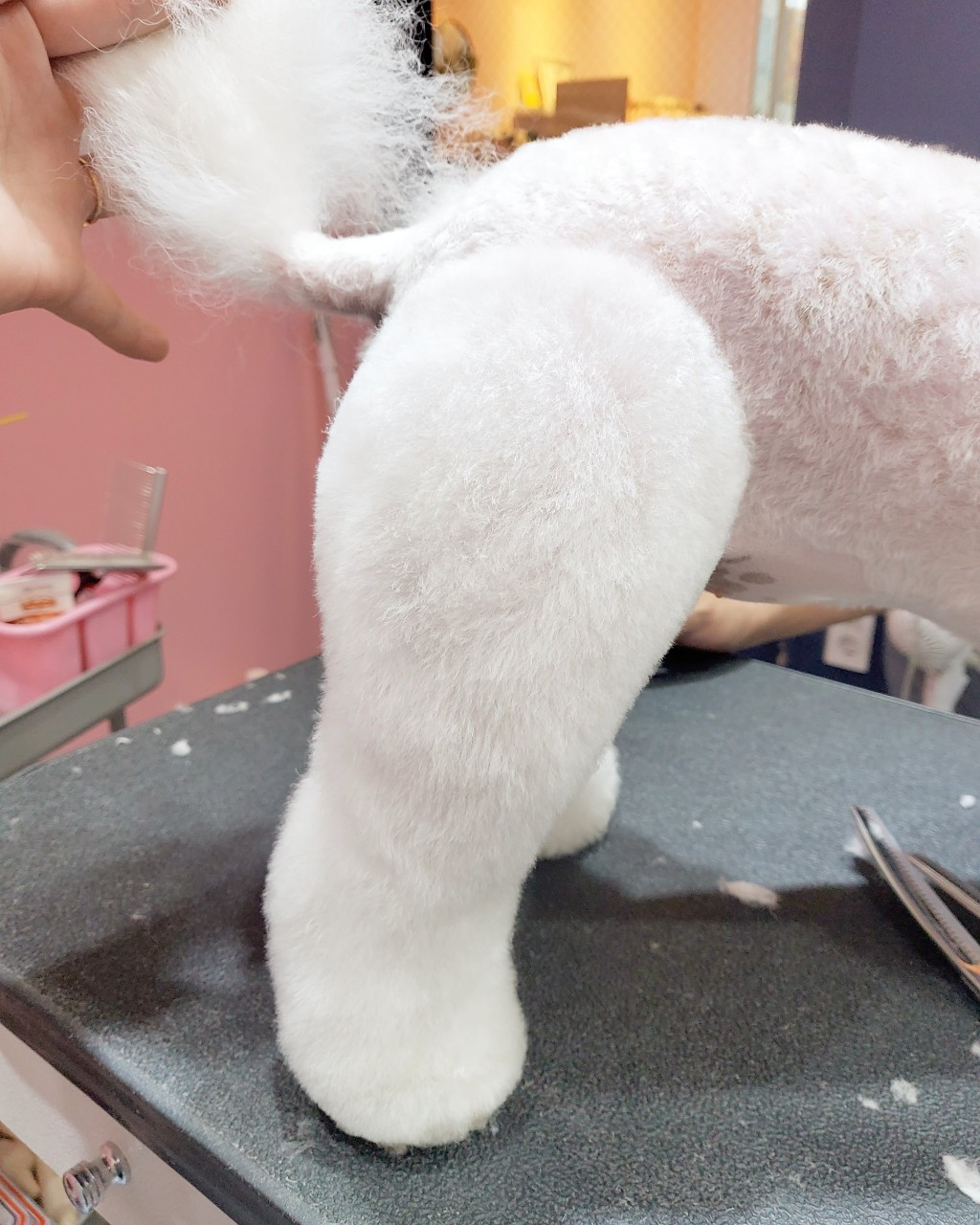 몽몽샵
