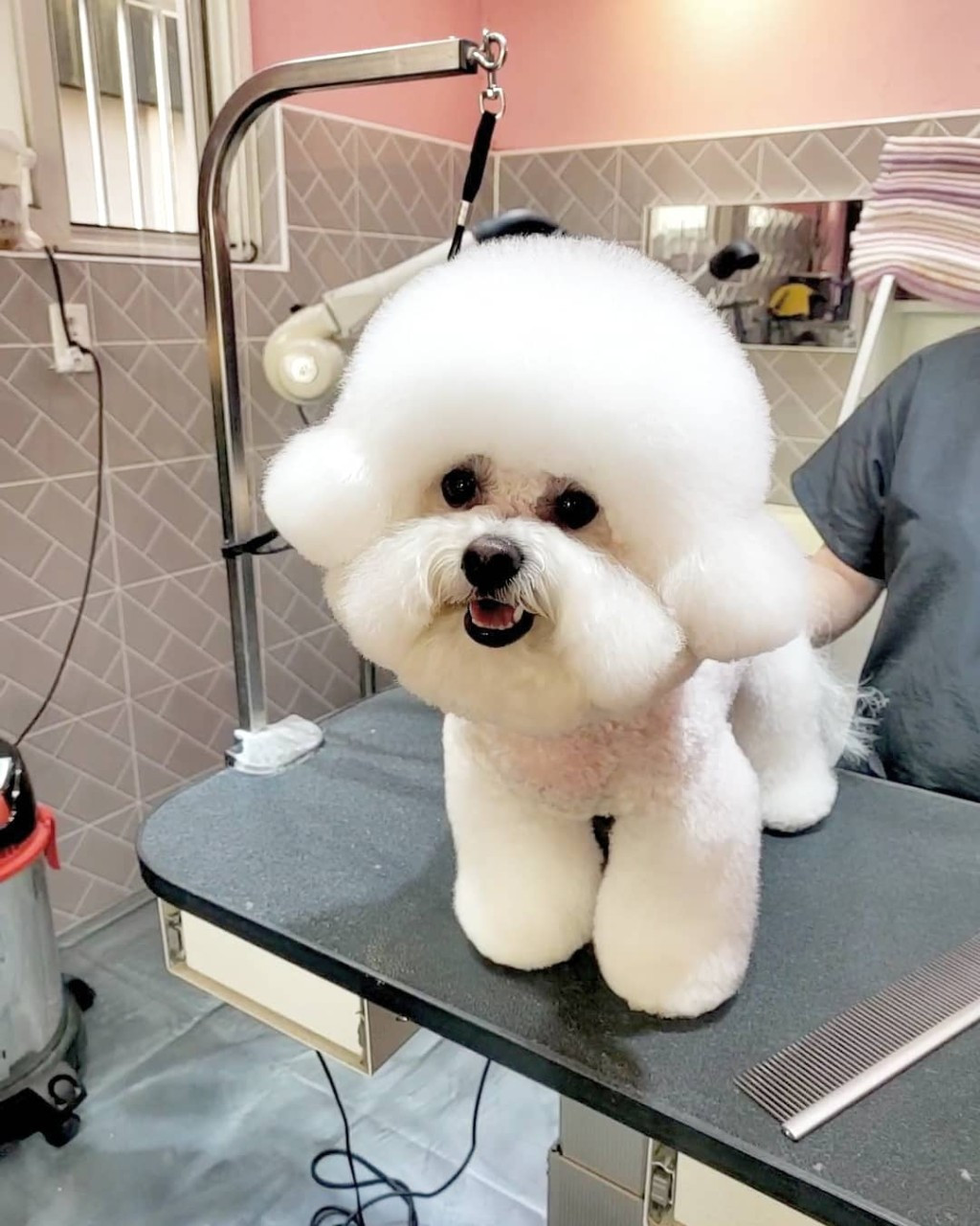 몽몽샵