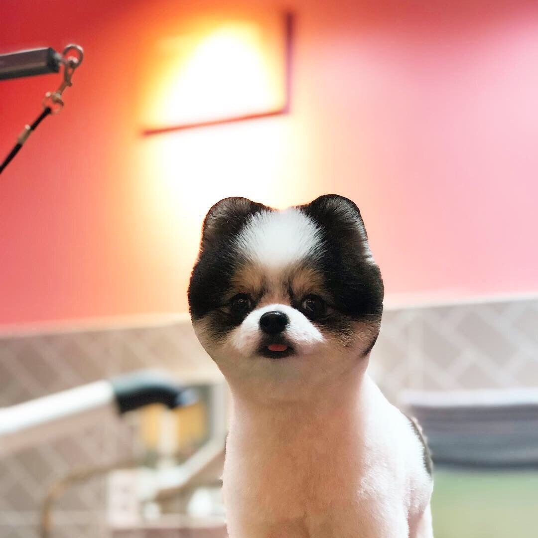 몽몽샵