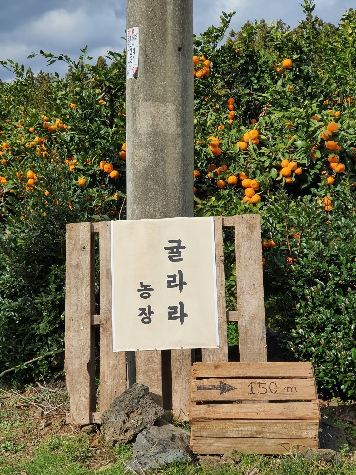 귤라라