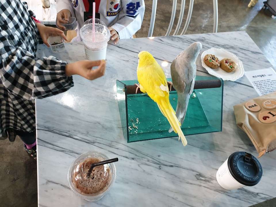 버드아일랜드