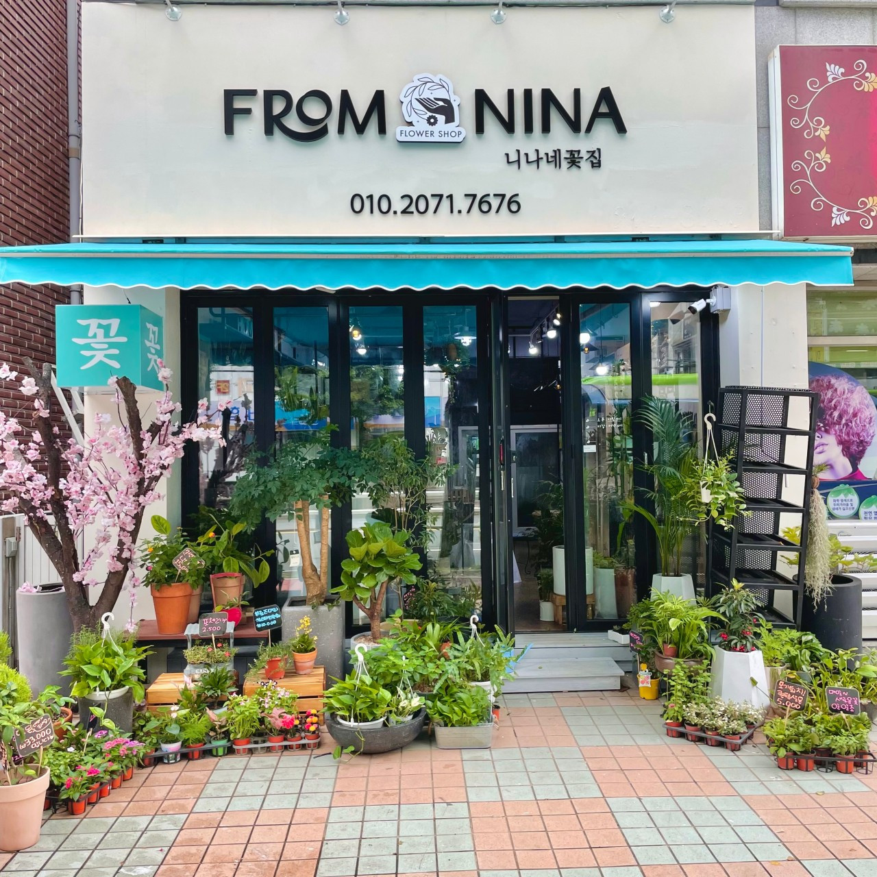 프롬니나