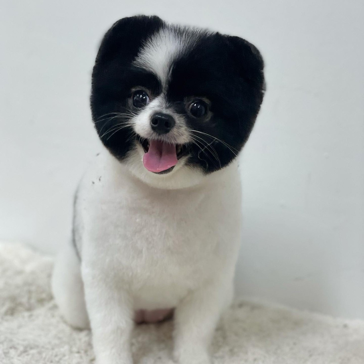 그루밍살롱올댓독애견미용실