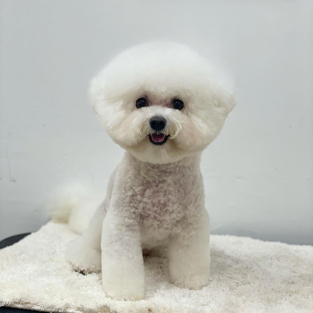 그루밍살롱올댓독애견미용실