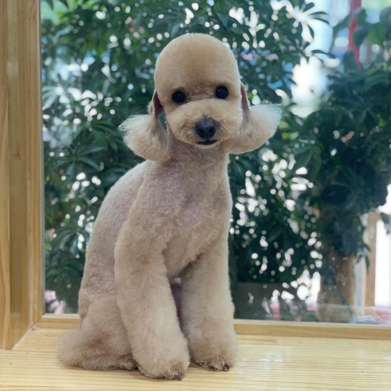 그루밍살롱올댓독애견미용실
